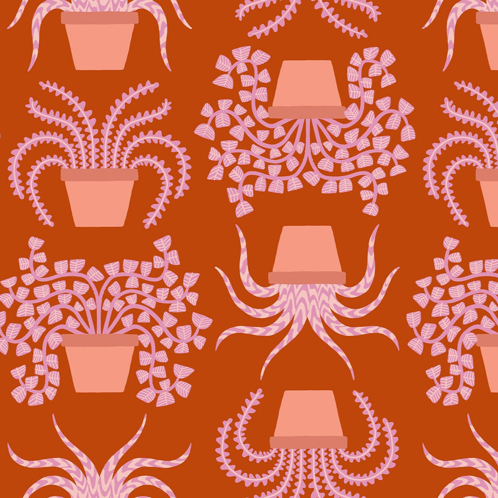 Calathea - Planties - Cayenne RS5182 11