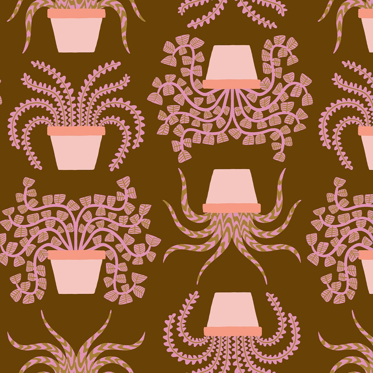 Calathea - Planties - Cocoa RS5182 12