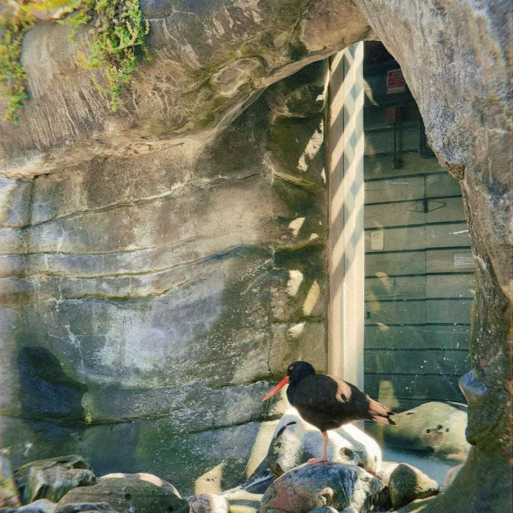 
                      
                        picture of a black oyster catcher standing on top of some rocks
                      
                    