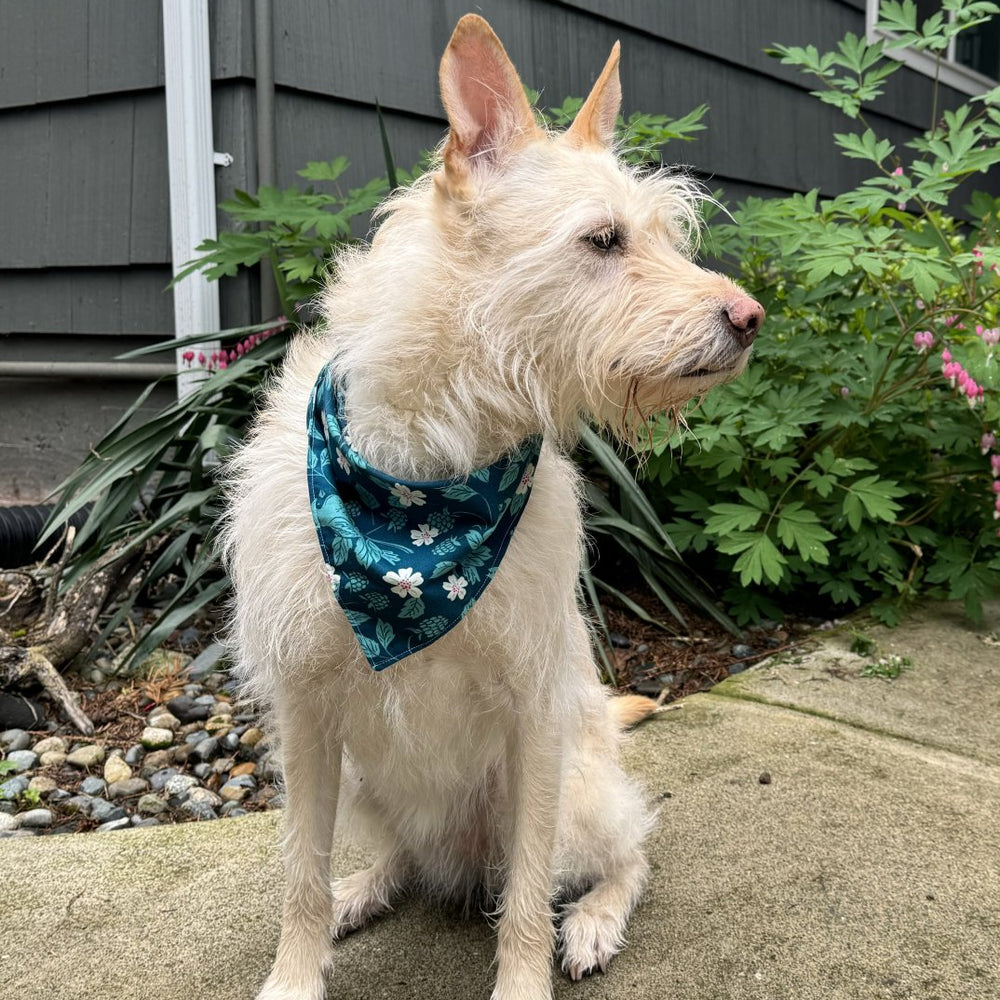 Dog modeling a blue floral bandana sewn at a beginner sewing class in Renton at Wyldwood Creative