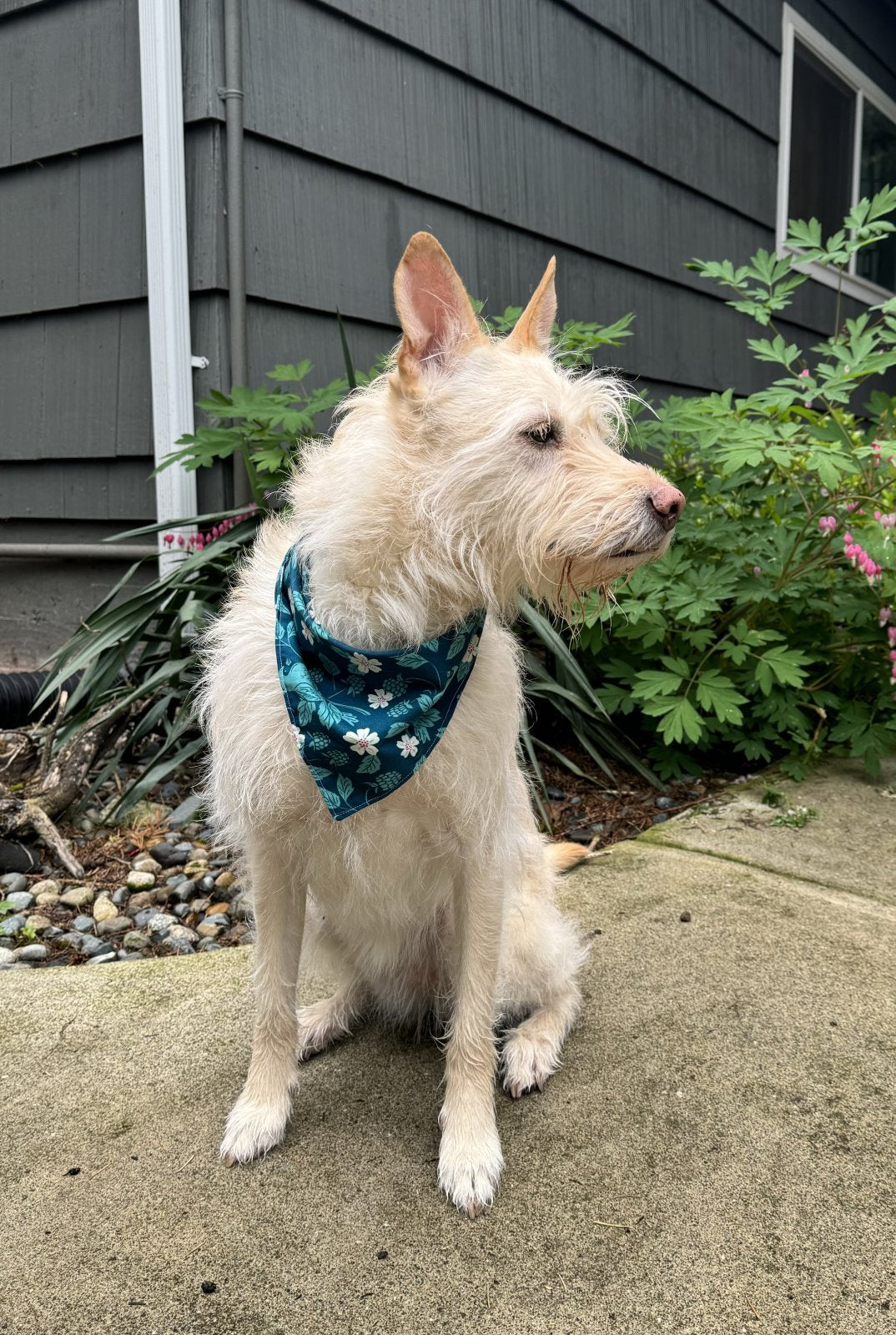 Dog modeling a blue floral bandana sewn at a beginner sewing class in Renton at Wyldwood Creative